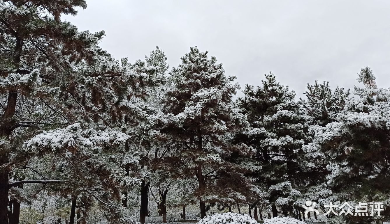 东环公园雪景和黄叶