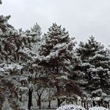 东环公园雪景和黄叶