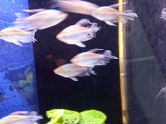 -沙沙哗啦海洋馆(华宇百花谷店)