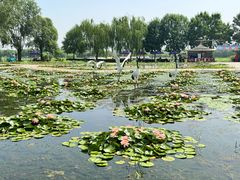 -荷花大观园