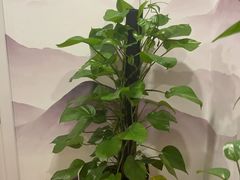 -领享养生会所·采耳·SPA按摩(厦门吕厝店)