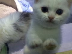 -喵的天空名猫咖啡馆·撸猫·猫舍·用品