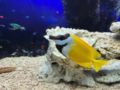 -芜湖新华联大白鲸海洋公园