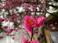 -望江楼公园