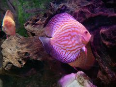 -上海海洋水族馆