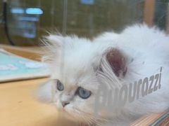 -帕帕拉兹宠物(亚洲旗舰店)