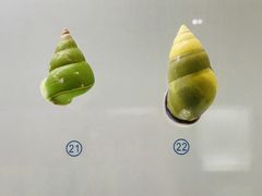 -青岛贝壳博物馆