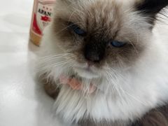 -共舞时光猫咖·狗咖(新街口店)