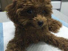 -达爱动物医院·犬猫分区·CT·复杂眼科(远洋山水分院)