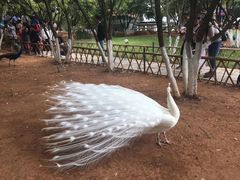 -昆明动物园