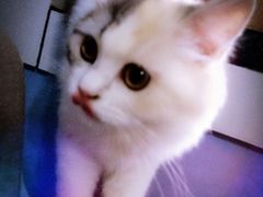 -喵的天空名猫咖啡馆·撸猫·猫舍·用品