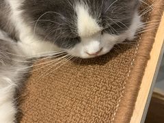 -飞行喵MR PILOT|猫舍·猫咖(静安大融城店)