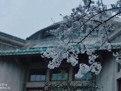 -武汉大学-樱园