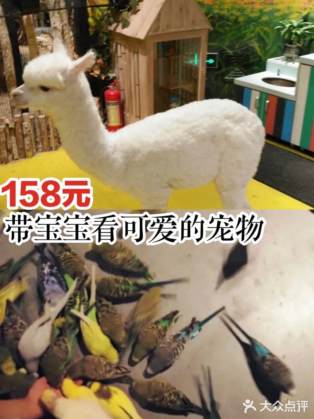 158元带宝宝看可爱的宠物[机智]