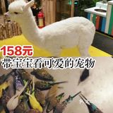 158元带宝宝看可爱的宠物[机智]