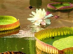 -国家植物园南园