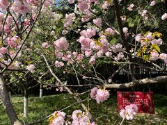 -西安青龙寺遗址景区