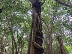 -中国科学院西双版纳热带植物园