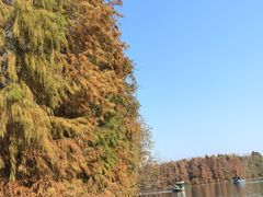 -上海海湾国家森林公园