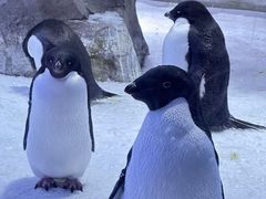 -上海海昌海洋公园