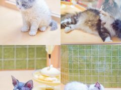 -帕帕拉兹宠物(亚洲旗舰店)