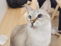 -李小姐の猫咖啡馆(五角场店)