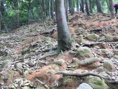 -火炉山森林公园