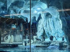 -帝企鹅自助餐厅•儿童岛•真企鹅(长隆企鹅酒店)