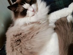 -滚猫咖啡·猫咖·猫友好撸猫(未来城店)
