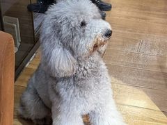 -沏点Trattoria意大利餐厅(新街口店)