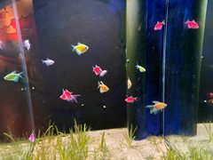 -欢乐海岸海洋奇梦馆