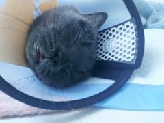 -关爱宠物医院·猫科中心·消化科(滨湖万达分院)