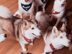 -Husky Go! 哈士奇体验馆·宠物咖啡厅狗咖