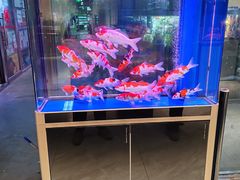 -花鸟鱼虫鲜花绿植市场(玉泉路店)