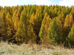 -塞罕坝国家级自然保护区