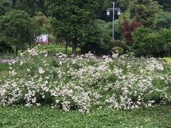 -贵阳市花溪国家城市湿地公园