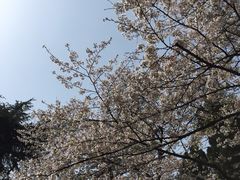 -武汉大学-樱园