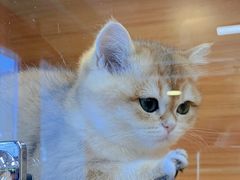 -猫十亿·布偶金渐层·曼基康矮脚猫舍(青年路店)