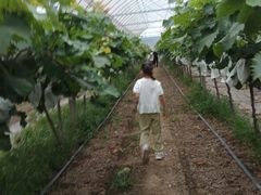 -马陆小张葡萄园农家乐