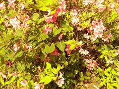 -木兰云雾山
