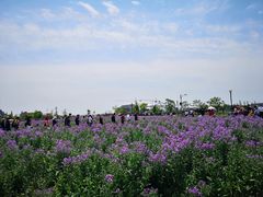 -荷兰花海