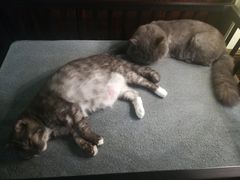 -more than meow吴止猫主题餐厅(承德 中船汇店)