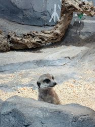 -Zoolung Zoolung动物主题公园(海信广场店)