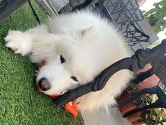 -more than meow吴止猫主题餐厅(承德 中船汇店)