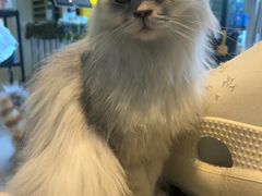 -平行世界·猫咖(首经贸店)