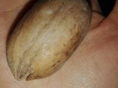 -傻二炒货龙虾(李沧旗舰店)