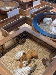 -酷嗒动物文化乐园(cutezoo西溪乐天城店)