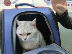 -宠物星动物医院·眼科·异宠·猫科(江南大道总院)