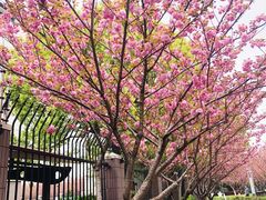 -高东镇樱花园