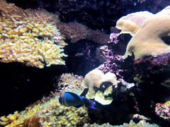 -西雅图水族馆